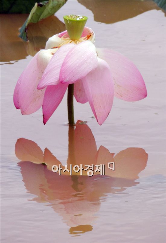 [포토]호수위에 연등을 연상케하는 연꽃