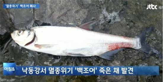 멸종위기 백조어. 낙동강 폐사(사진:JTBC 캡처)