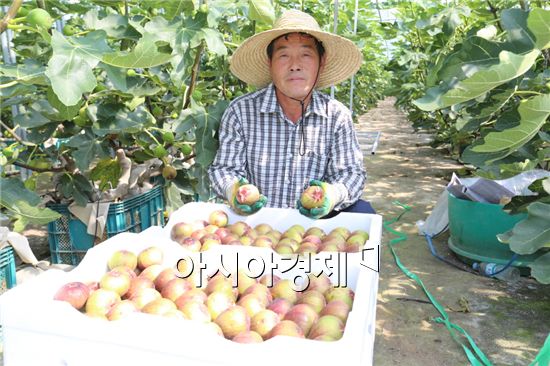 <송지면 군곡리 박종휘씨가 무화과를 수확하고 있다.>