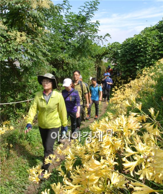 부안군 변산마실길이 진노랑 물감으로 물들었다.