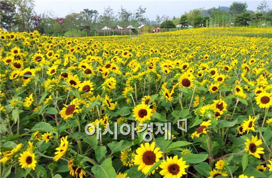 순천만정원, 해바라기 만개~관광객 시선 붙잡아