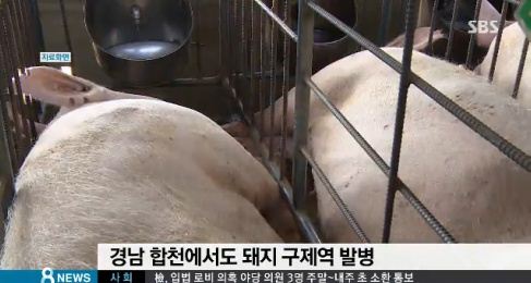 경남 합천 구제역, 긴급 방역 등 도내 확산방지 총력