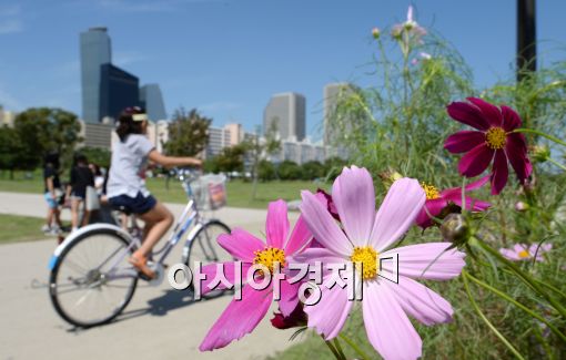 [포토]화창한 날씨에 활짝 핀 코스모스