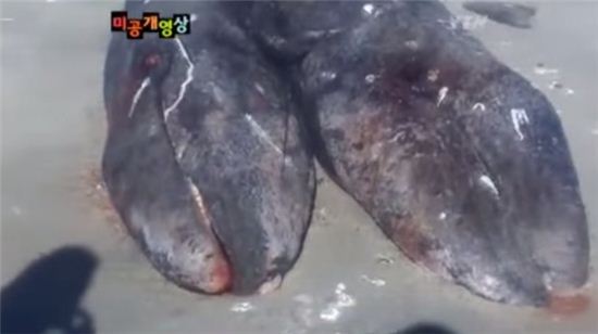 올해 초 멕시코 해안에서 발견된 샴쌍둥이 쇠고래(사진:YTN 방송 캡처)