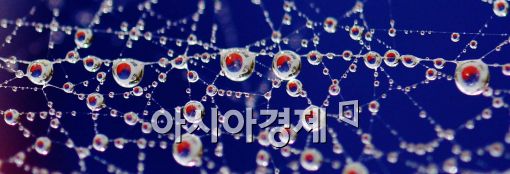 [포토]거미줄에 맺힌 물방울 속 태극기
