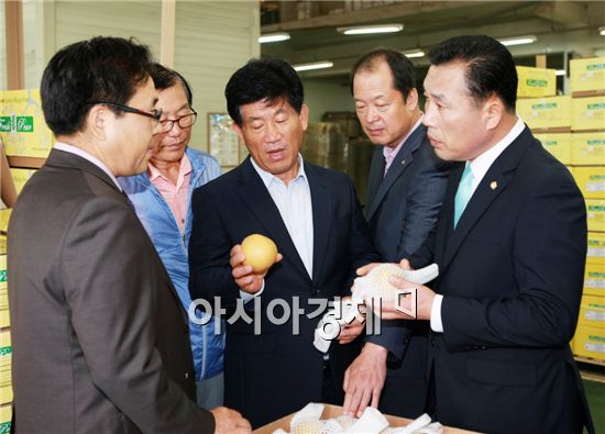 나주배 올해 첫 대미수출 본격화