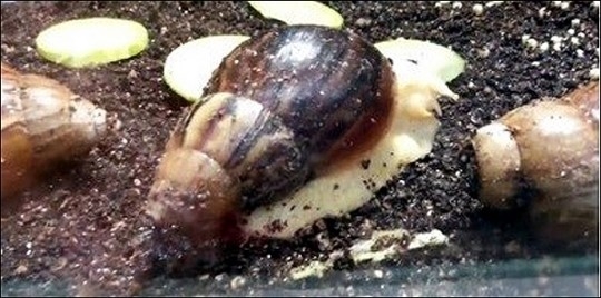 아프리카 왕달팽이 (사진=유튜브 영상 캡처)