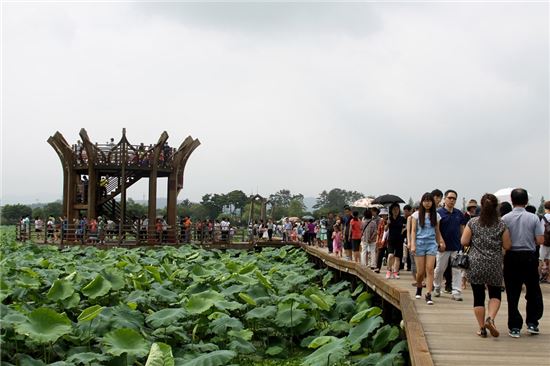 무안연꽃축제, 수십만 관광객 몰려 ‘대박’