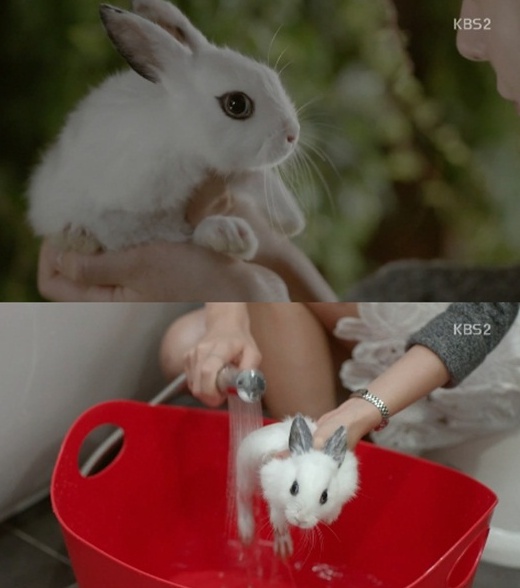 '연애의 발견' 토끼 목욕 동물학대 논란 "철저한 준비 했다" 해명