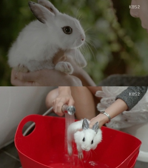 논란이 된 토끼 목욕 장면(사진:KBS2 '연애의 발견' 방송 캡처)