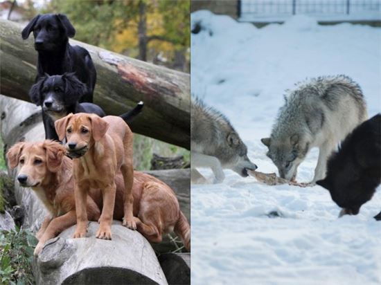 [과학을 읽다]늑대와 개들의 시간…'소통'하는 늑대