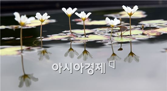 [포토]함평자연생태공원 어리연꽃 만개 
