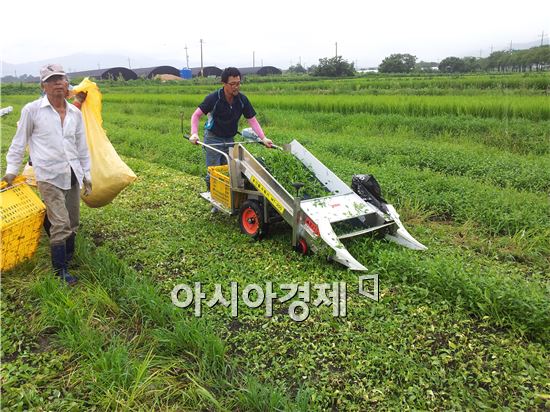 구례군, 쑥부쟁이 수확 한창