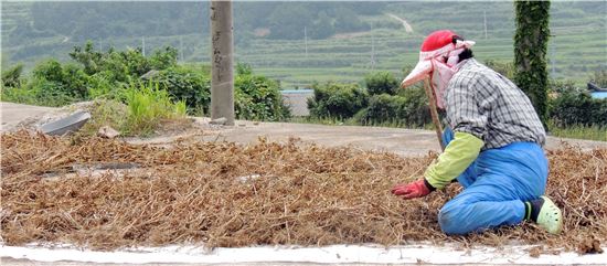추석을 보름여 앞둔 24일 느림의 섬 전남 완도군 청산도에서 한 농민이 밭에서 수확한 콩을  털고 있다.