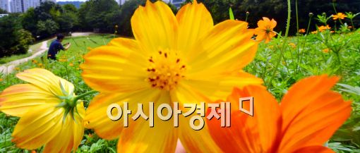 [포토]활짝 핀 코스모스