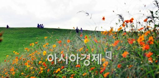 [포토]맑은 하늘 아래 핀 황화 코스모스
