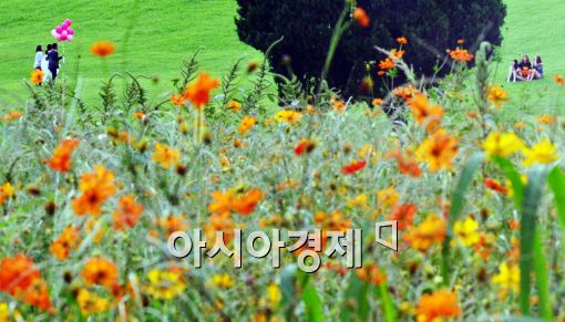 [포토]'코스모스 속 시민들'