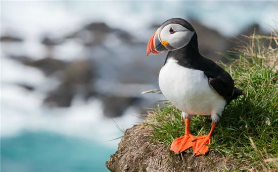 [과학을 읽다]새들도 죽어나는 구나!