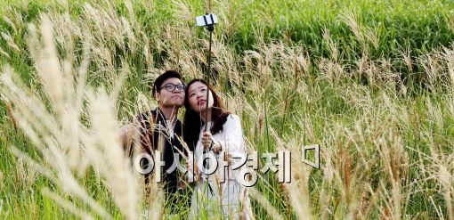 [포토]억새꽃과 함께하는 연인