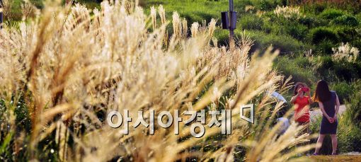 [포토]억새꽃 핀 하늘공원, 가을 물씬