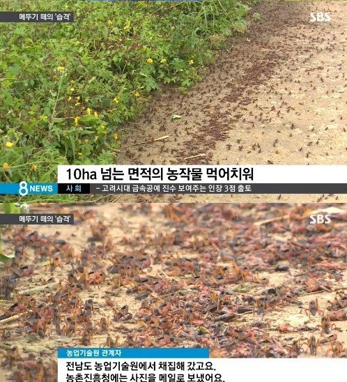 해남 4㎝ '괴물' 메뚜기떼 습격…계속 부화 중