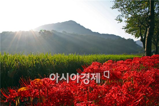 제14회 영광 불갑산 상사화 축제 개최