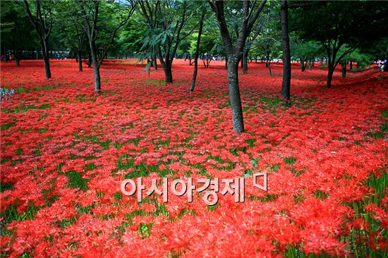 제14회 영광 불갑산 상사화 축제 개최