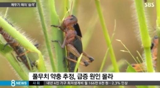 해남 메뚜기떼 '풀무치 약충' 기승 [사진출처 = SBS 뉴스 캡처]