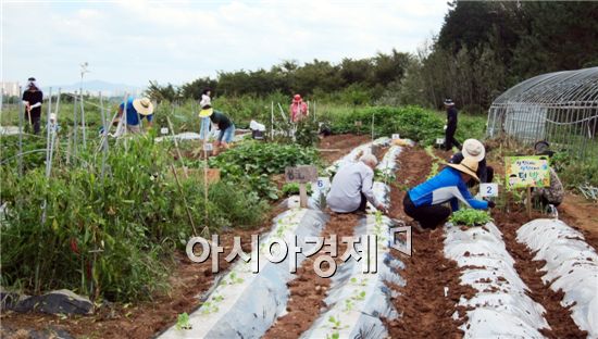장성군, “텃밭체험농장에 김장배추 심어요!”