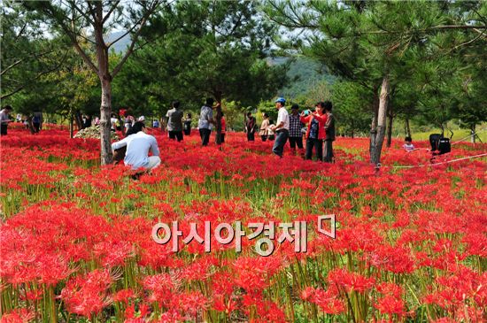 고창 선운산 꽃무릇
