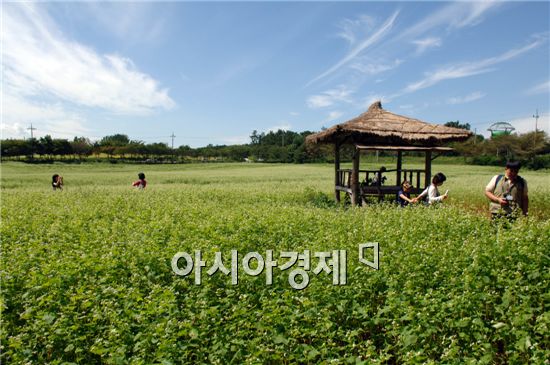 학원농장 메밀빝