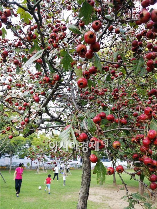 [포토]추석 앞두고 붉게 익어가는 애기사과 