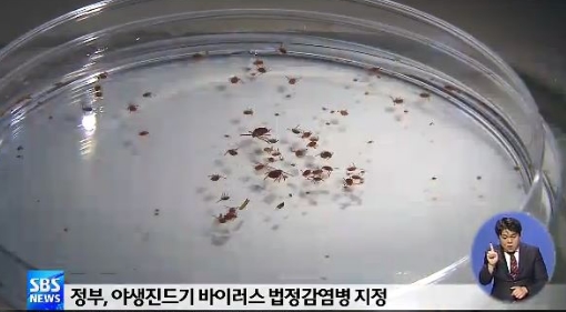 야생진드기. 사진출처=SBS 뉴스