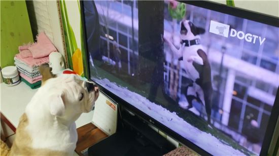견공을 위한 TV프로그램인 도그(DOG)TV를 시청하고 있는 개의 모습.