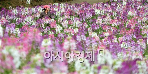 [포토]산들산들 가을을 부르는 풍접초