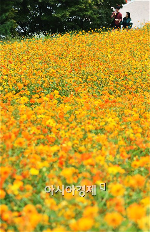 [포토]황화코스모스 금물결