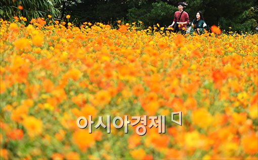 [포토]황화코스모스 만개한 올림픽공원