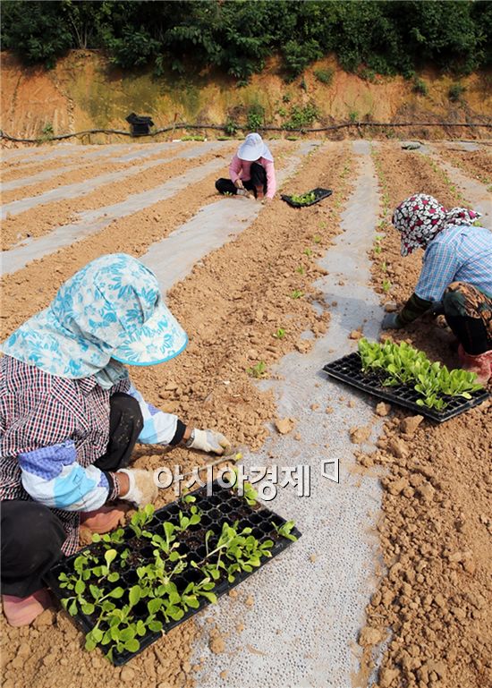 초가을 날씨가 이어지는 가운데 12일 전남 함평군 함평읍 장년리 한 들녘에서 아낙들이 올 겨울 김장에 쓸 가을배추를 분주히 심고 있다. 사진제공=함평군 노호성씨