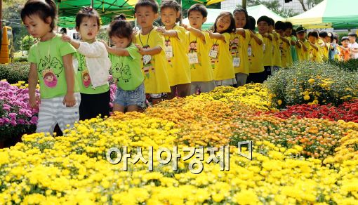 [포토]'가을맞이 국화꽃'