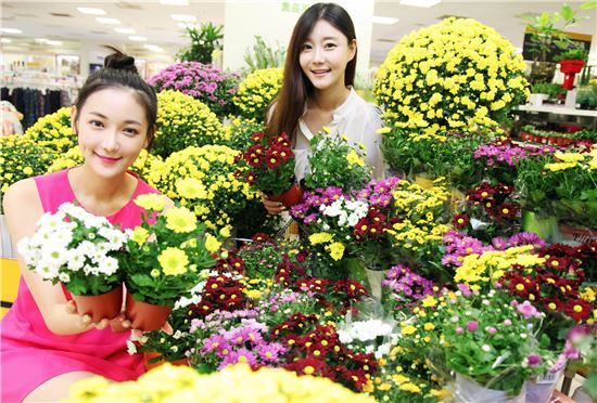 [포토]이마트, 오색 국화 한 데 모아 '국화대전' 