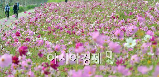 [포토]'가을 코스모스'