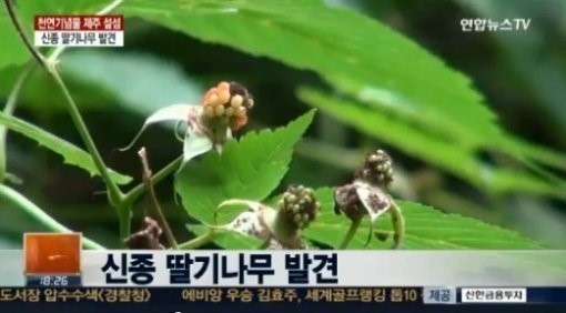 신종 딸기나무 발견 [사진=연합뉴스TV 캡쳐]