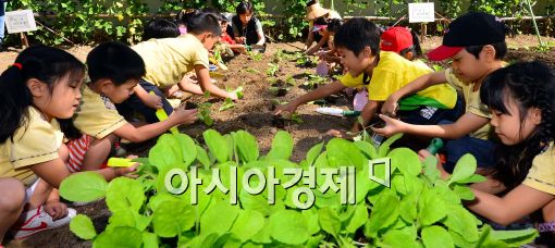 [포토]가을철 배추 심는 어린이들