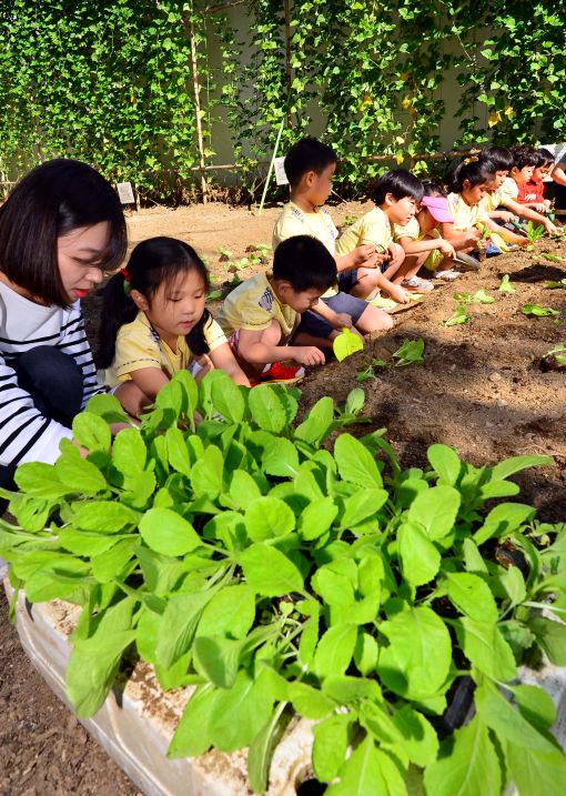 [포토]'가을 배추 모종 심어요~'
