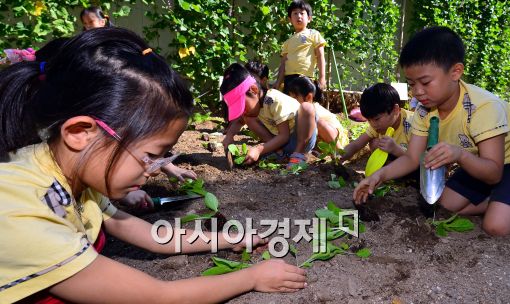 [포토]가을 배추 모종 심는 어린이들