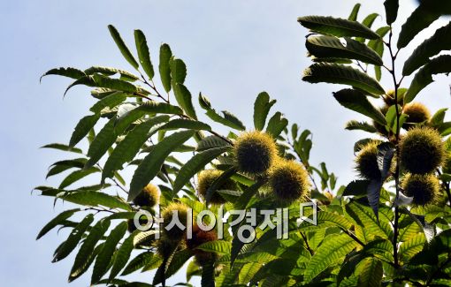 [포토]가을 알리는 밤송이들