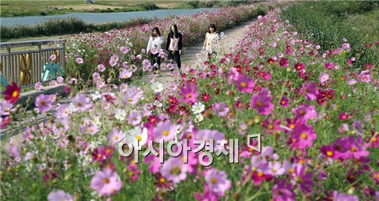 전형적인 가을날씨가 이어진 가운데 18일 전남 함평군 함평읍 함평천변에 가을의 전령사 코스모스가 활짝 피어 가을향기를 물씬 풍기고 있다.
코스모스는 신이 처음 꽃을 만들다보니 각양각색으로 만들었다고 해서 ‘신이 처음 만든 꽃’으로 전해진다. 사진제공=함평군 노호성씨