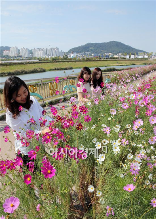 전형적인 가을날씨가 이어진 가운데 18일 전남 함평군 함평읍 함평천변에 가을의 전령사 코스모스가 활짝 피어 가을향기를 물씬 풍기고 있다.
코스모스는 신이 처음 꽃을 만들다보니 각양각색으로 만들었다고 해서 ‘신이 처음 만든 꽃’으로 전해진다.
사진제공=함평군 노호성씨