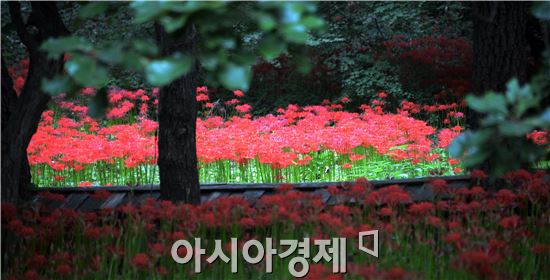 [포토]붉디붉은 꽃무릇의 유혹