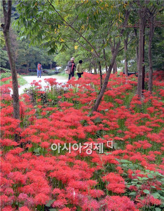 [포토]함평 용천사로 꽃무릇 구경오세요